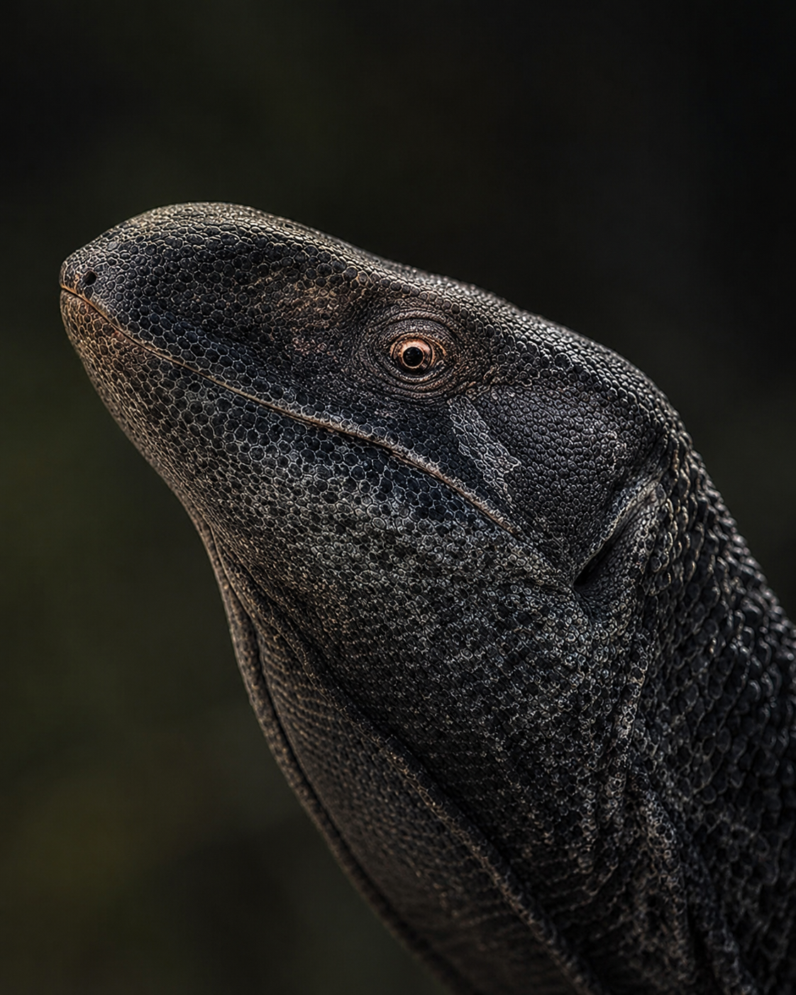 Black Throat Monitor
